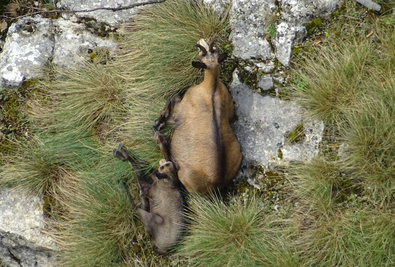 Rupicapra rupicapra.....dal Trentino Alto Adige